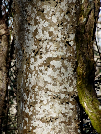 {Celtis laevigata}